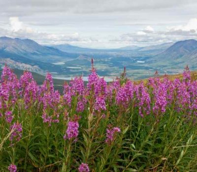 Cheap Flights to Dawson City